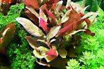 Ludwigia glandulosa  - 